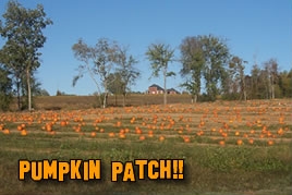 pumpkin patch